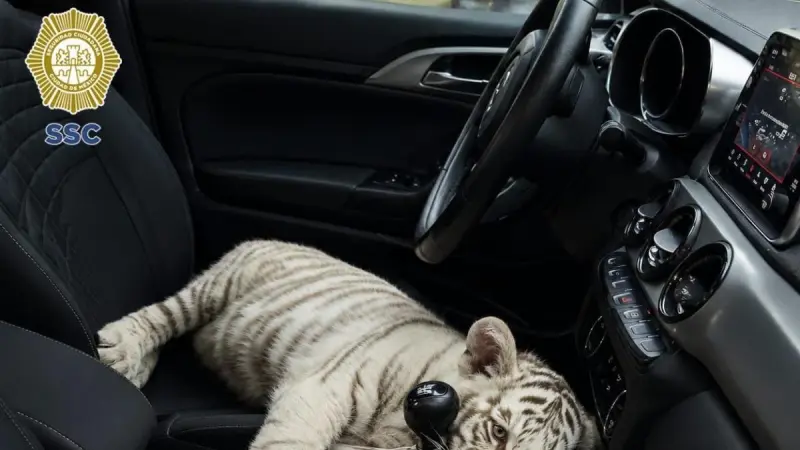 Detienen en Iztapalapa a hombre que transportaba un cachorro de tigre de Bengala blanco