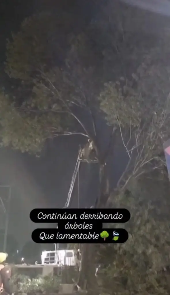 Sin aviso previo, Gobierno Federal removió árbol en zona del Tepe