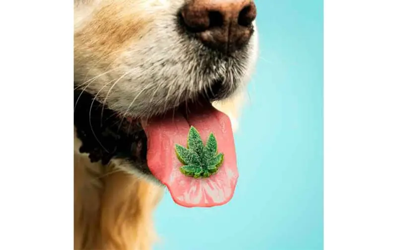 ¿El CBD es bueno para tu perro?