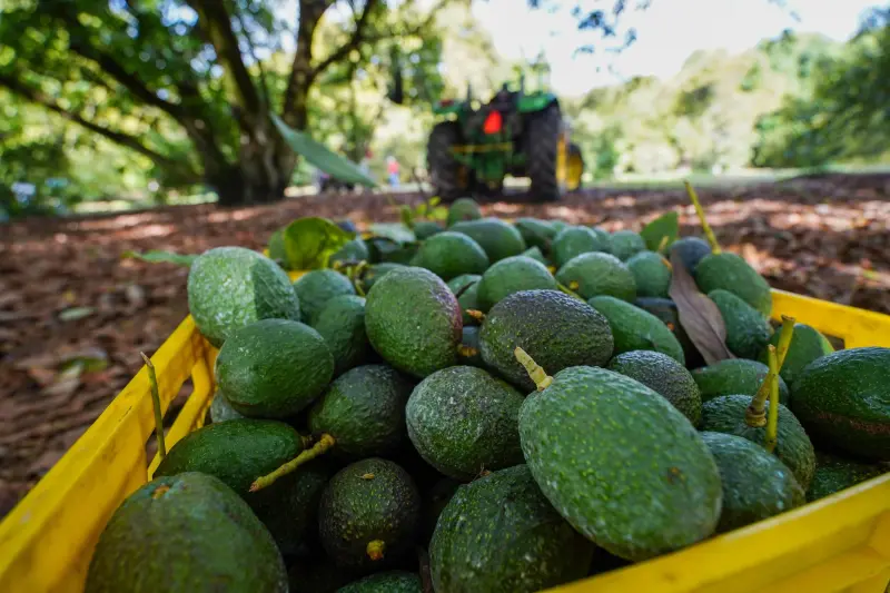 Urgen aguacateros a EU reactivar exportaciones tras freno por inseguridad