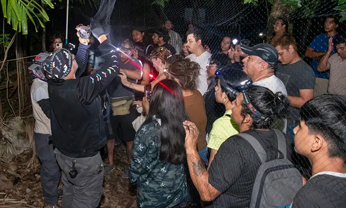 Ni ciegos ni ratas con alas: Cozumel sale en defensa de los murciélagos