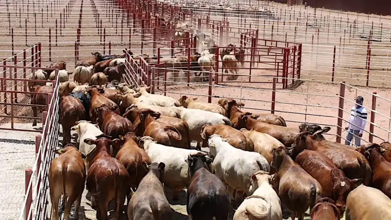 CNOG trabaja con Coahuila para reactivar exportación de ganado por Acuña lo más pronto posible