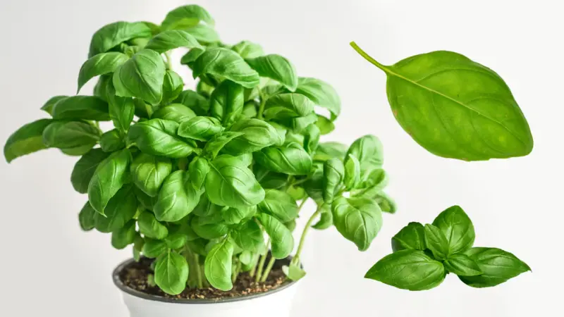 La albahaca es más que un condimento: estos son los nutrientes y compuestos que aporta y lo que realmente se sabe sobre sus beneficios