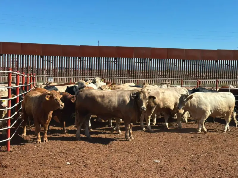 Reapertura ganadera de EEUU abre salida al rezago de reses en Sonora tras pérdidas de 350 millones de dólares y ventas hasta 40% más bajas en México