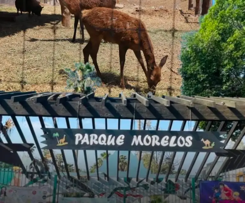 Trasladarán ciervos del Parque Morelos de Tijuana a santuario en Mexicali