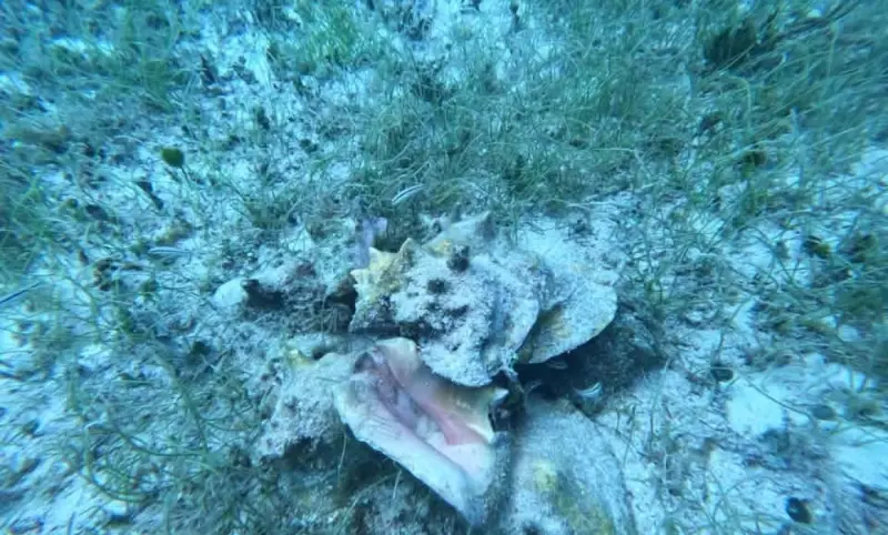 Refuerzan vigilancia del caracol rosado en arrecifes de Cozumel