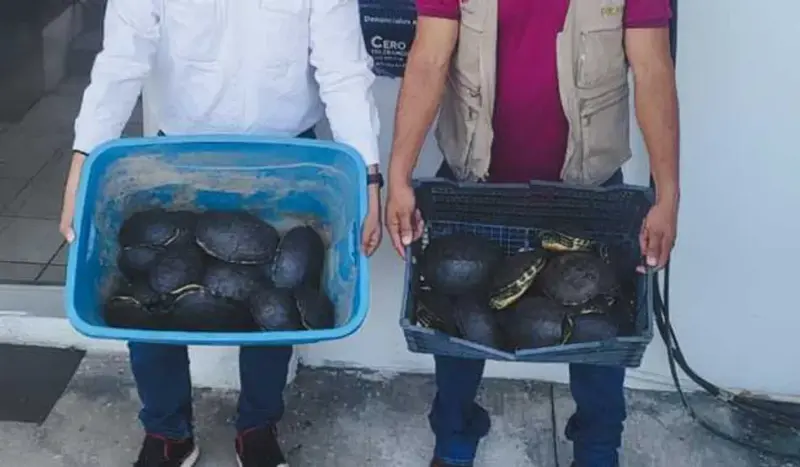 Profepa denuncia penalmente el transporte ilegal de 37 reptiles protegidos en Tabasco