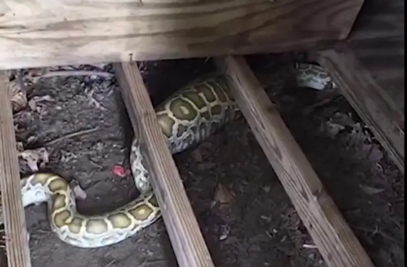 Rescatan a serpiente de 8 pies en una casa en Nueva Jersey