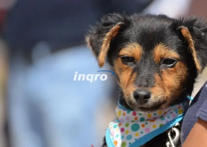 Entregarán chips gratuitos con geolocalización para mascotas a partir de septiembre