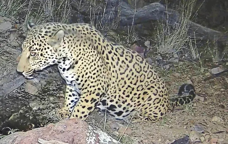 El regreso del jaguar