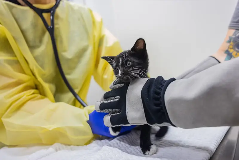 Retiran más de 100 gatos de viviendas hacinadas e insalubres en NY