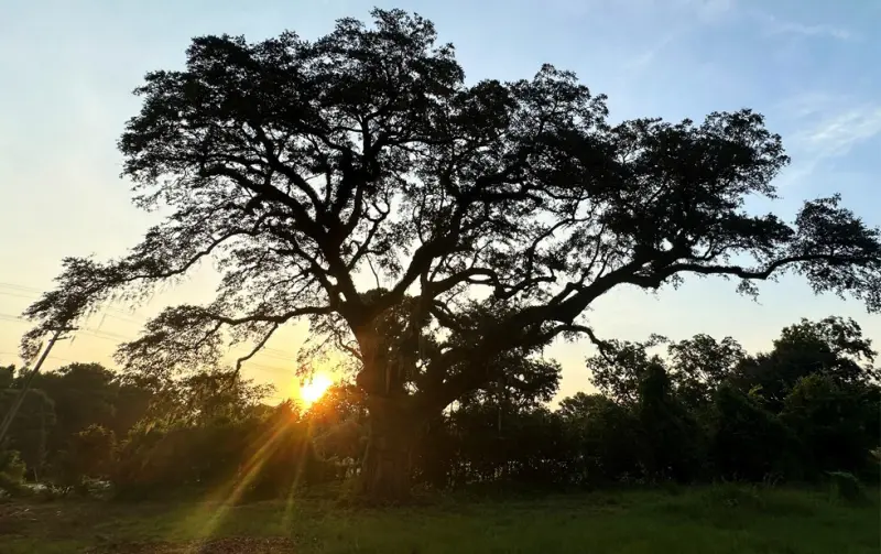 Tratan de salvar árbol en EU que fue testigo de la Guerra de Independencia