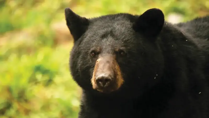 Osos hambrientos invaden casas y comercios en Estados Unidos; avistamientos alcanzan cifras récord