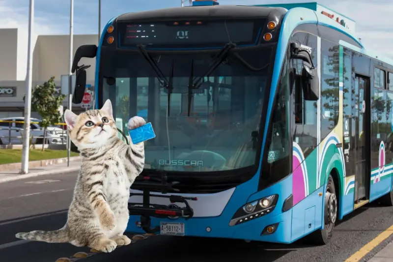 ¡Lleva a tu mascota en el Qrobus! Conoce los requisitos y pasos para tramitar su tarjeta de viaje