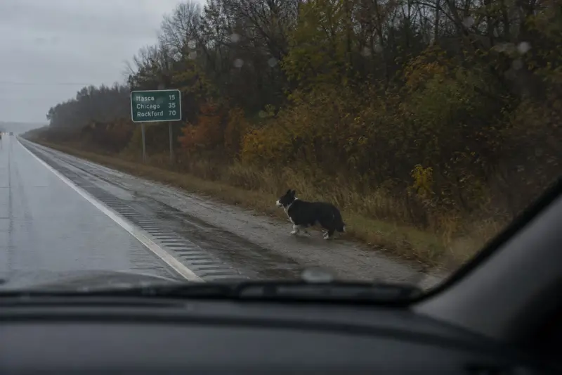 Un corgi llamado Opie desapareció en California durante una tormenta y reapareció dos meses después en Illinois, a más de 3 mil kilómetros de casa, sin que nadie sepa cómo logró recorrer una distancia tan extraordinaria