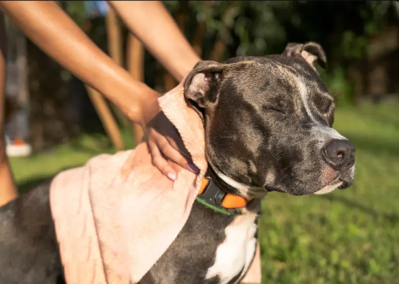 Identifica estas 6 señales de posibles problemas dermatológicos en tu perrito