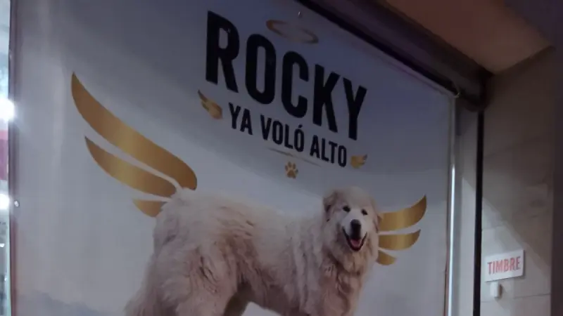 Rocky, el perro arrastrado en Saltillo, sufre segunda negligencia; van por restos