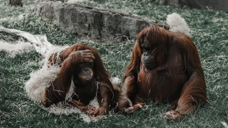 La gran ventaja de ser un copión en la selva: el secreto de los orangutanes jóvenes