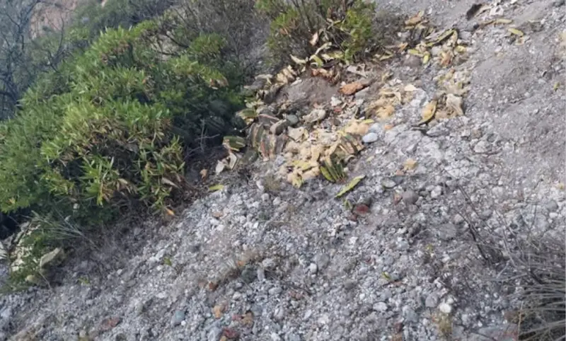 Denuncian saqueo nocturno de biznagas en comunidades de Ixmiquilpan