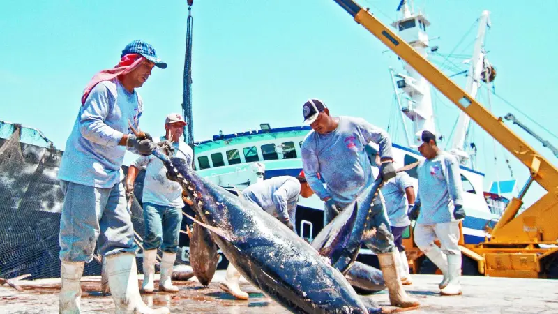 México produce 165,000 toneladas de atún; industria es reconocida por su pesca sustentable