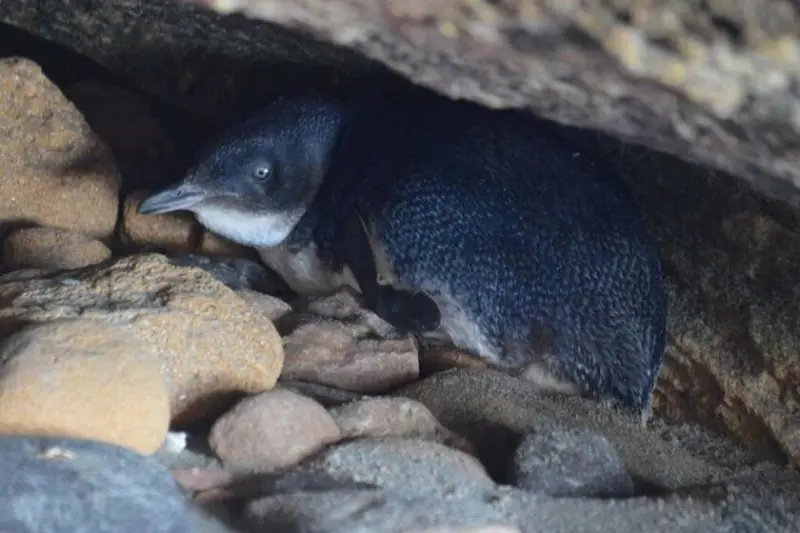 Australia tuvo una idea para salvar de la extinción a los pingüinos más pequeños del mundo: entrenar perros guardianes