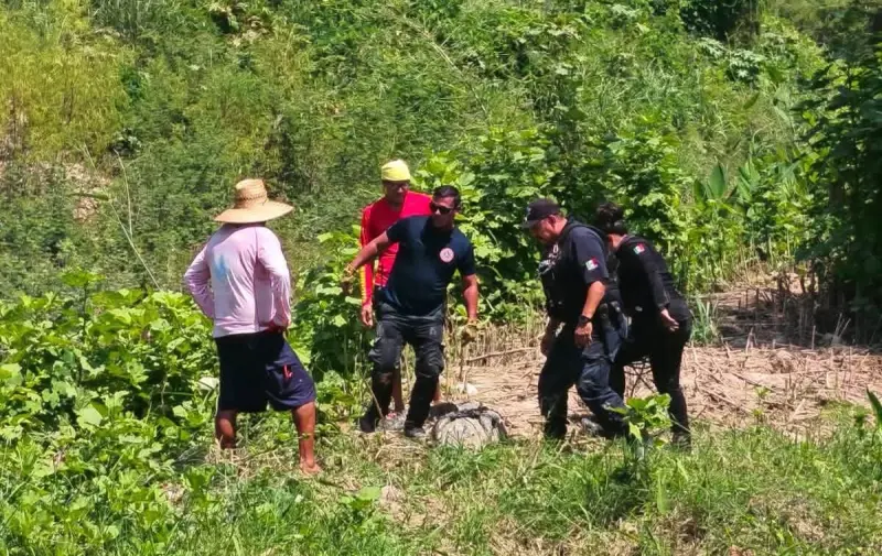 Reubican cocodrilo a zona segura tras ser asegurado en Puerto Vallarta