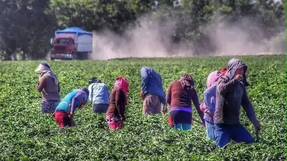 Chihuahua ocupa el primer lugar nacional en cinco cultivos agrícolas