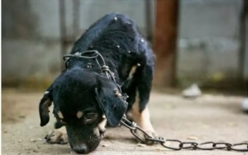 Aprueba Congreso prisión por peleas de perros y maltrato animal