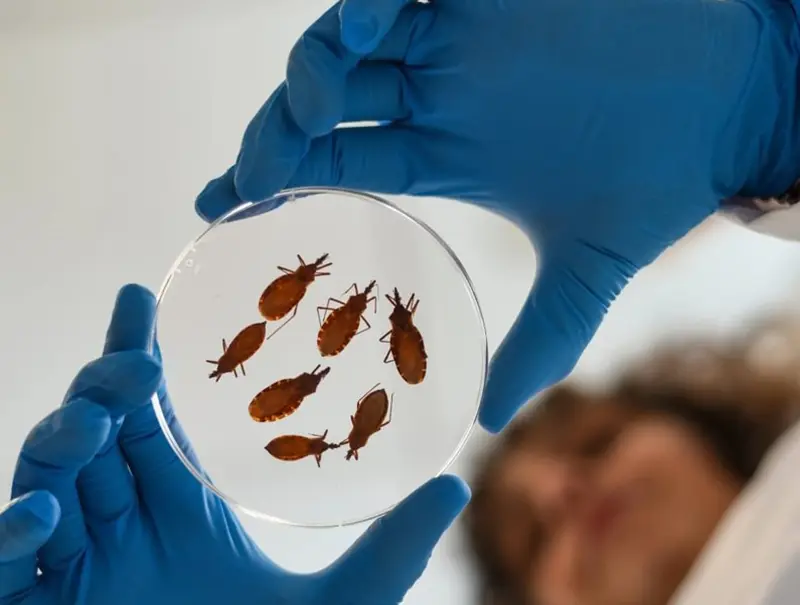 ‘Tratamiento más corto para enfermedad de Chagas es posible’