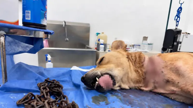 Perrito vivía con una cadena incrustada en el cuello; es rescatado en Nuevo León