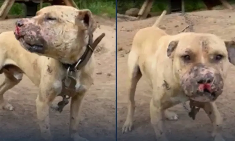 Condenan a exjugador de la NFL por operar red de peleas de perros