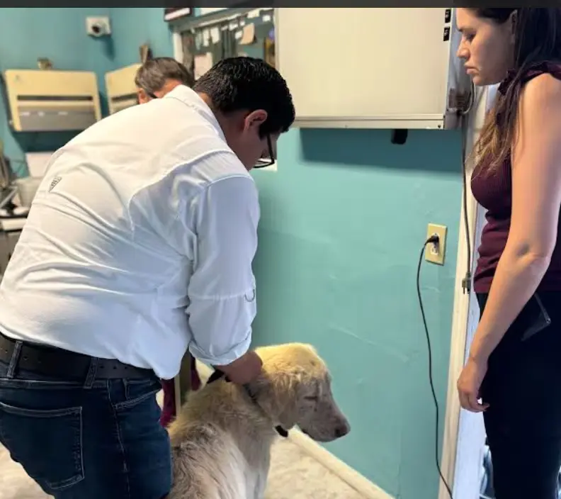 Vecinos reportan presunto maltrato y rescatan a perro en Playas de Tijuana