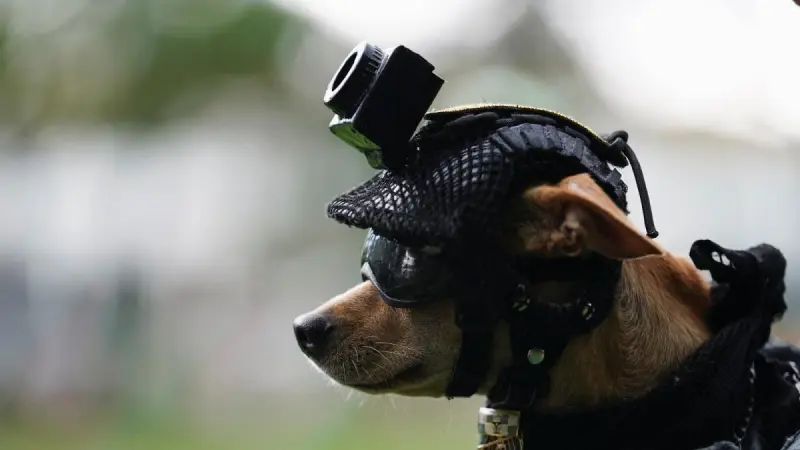 Comando, el chihuahueño de la Guardia Nacional