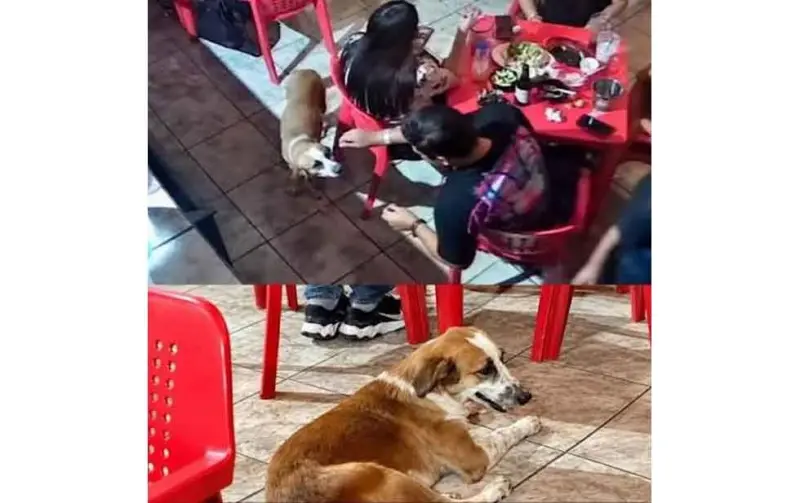 Video: Taquería veta de por vida a cliente que le exprimió limón en los ojos a perrito callejero
