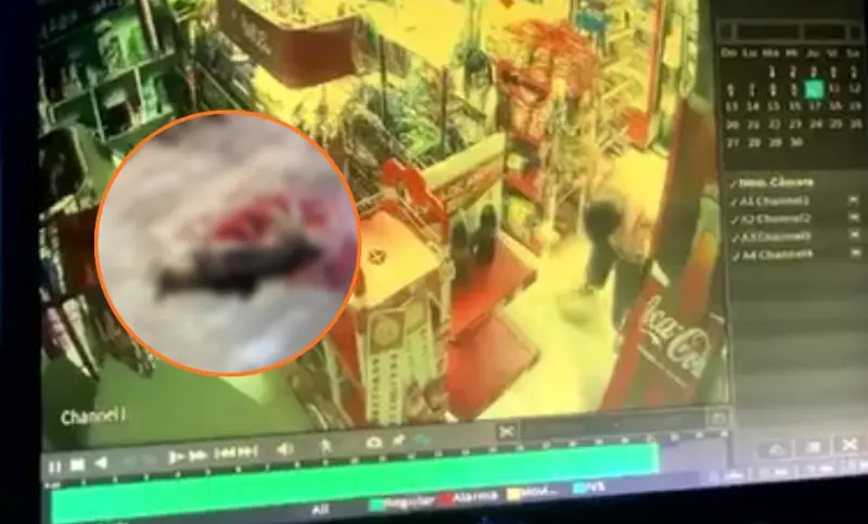 Crueldad animal en Halachó: comunidad exige justicia