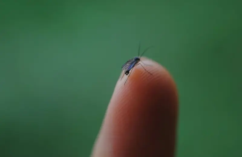 Sonora es primer lugar nacional en dengue; Hermosillo registra la mitad de los casos recientes