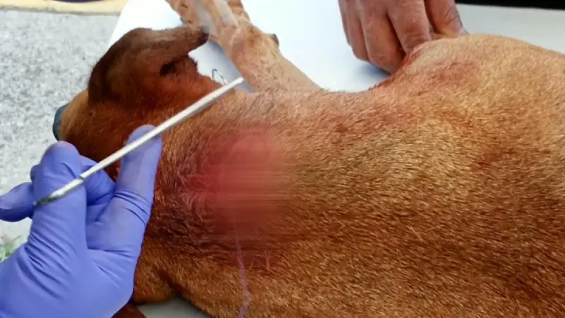 ‘Scrappy’, víctima de violencia animal en Chalco; no es un caso aislado