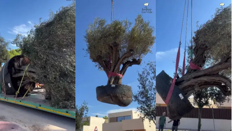 Un olivo de 500 años y seis toneladas cambia de hogar para convertirse en el centro de un jardín privado tras un traslado que exigió maquinaria pesada y maniobras a 50 metros de la casa