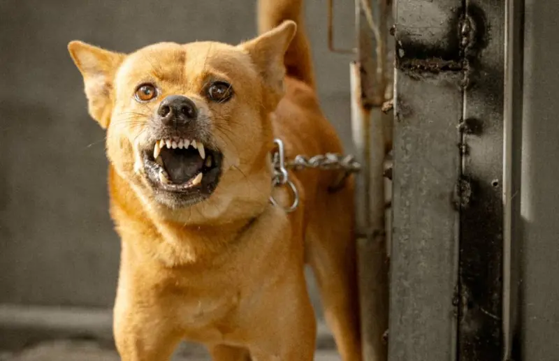 Alertan a dueños de mascotas por casos recientes de rabia en EU