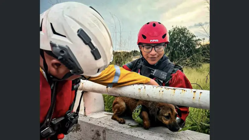 Rescatan a joven y perro arrastrados por la corriente durante lluvias en Querétaro
