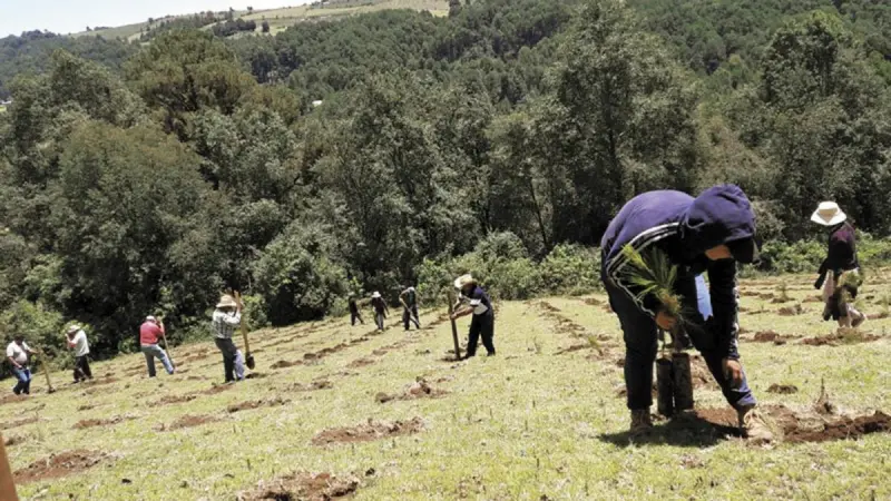 Caen 63.6% zonas reforestadas en 1er semestre del 2026