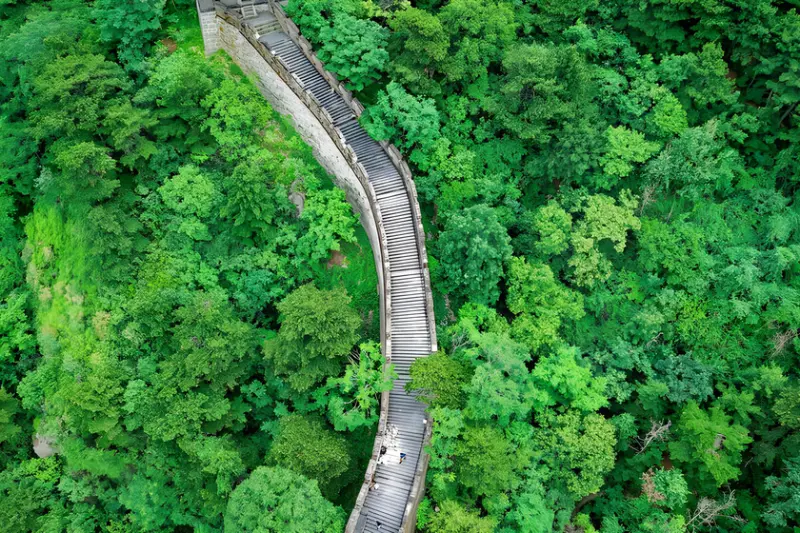 China quiso frenar el avance del desierto con árboles. Cuatro décadas después, el agua se convertió en el gran problema