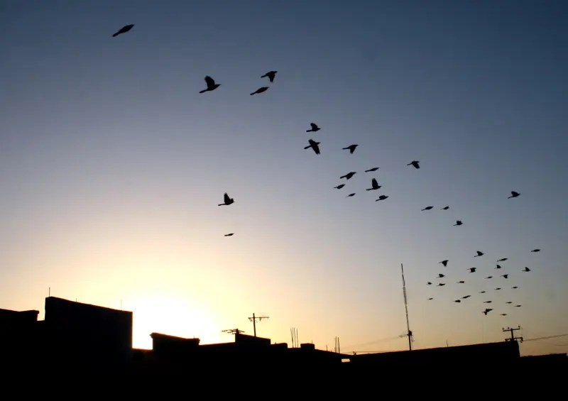 Arranca temporada de caza de palomas en Yuma; estas son las reglas para evitar multas