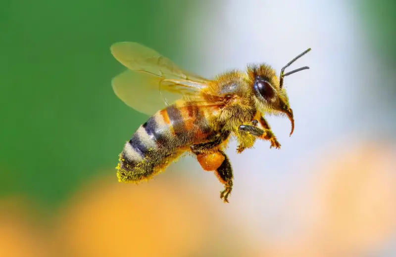 Las abejas melíferas silvestres de la Unión Europea entran por primera vez en la Lista Roja como especie en peligro de extinción