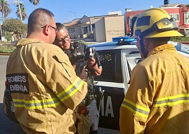 Rescatan a cachorro encerrado dentro de un vehículo en Punta Banda