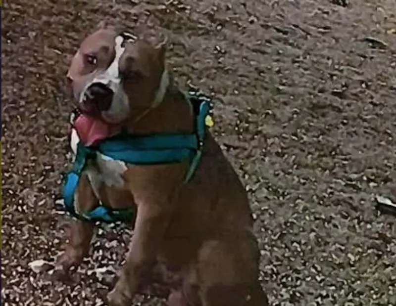 Arrestan a hombre acusado de causar la muerte de su perro en Yonkers