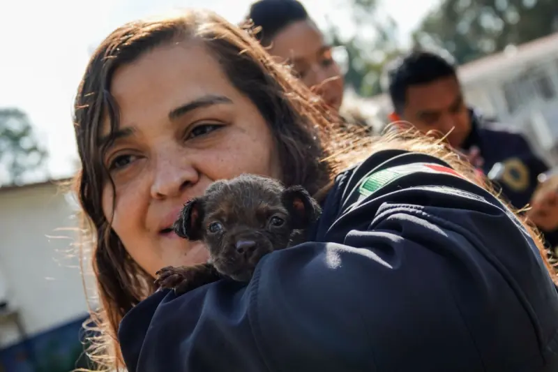 Ley de Bienestar Animal en Querétaro sigue en comisiones legislativas