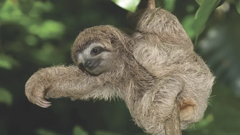 Ecoturismo en Costa Rica: naturaleza que genera valor