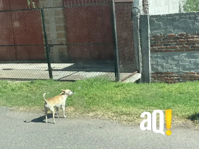 Realizarán rondines para resguardar perros en situación de calle en San Juan del Río.