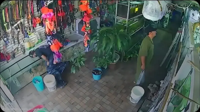 Roban tortuga sulcata de negocio en la colonia Las Américas de Toluca
